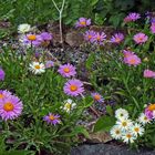 Aster alpinus in drei Farben, wobei weiß und pinkie Zuchtformen sind