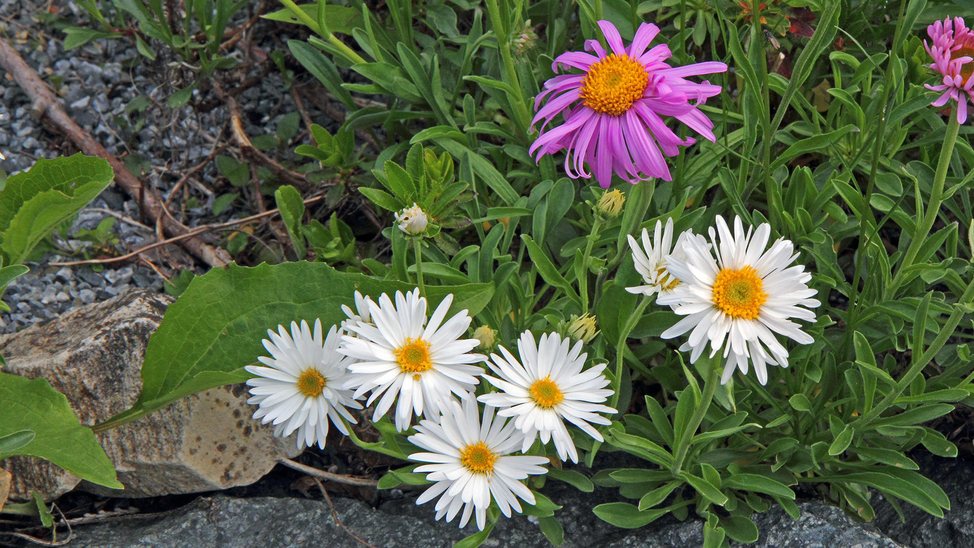 Aster alpinus in zwei "Zuchtfarben" weiß und pinkie