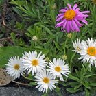 Aster alpinus in zwei "Zuchtfarben" weiß und pinkie