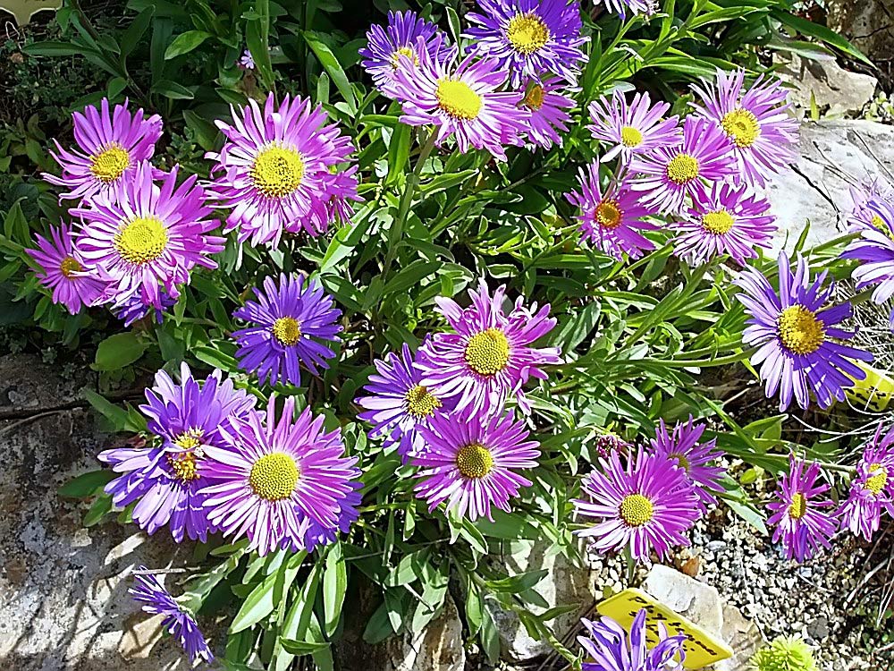 Aster alpinus (ob reine Wildform ist nicht sicher) und Aster Alpinus pikee zum Vergleich