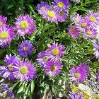 Aster alpinus (ob reine Wildform ist nicht sicher) und Aster Alpinus pikee zum Vergleich