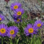 Aster alpinus pikee - Alpenaster var. pinkee...