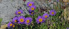 Aster alpinus pikee - Alpenaster var. pinkee...