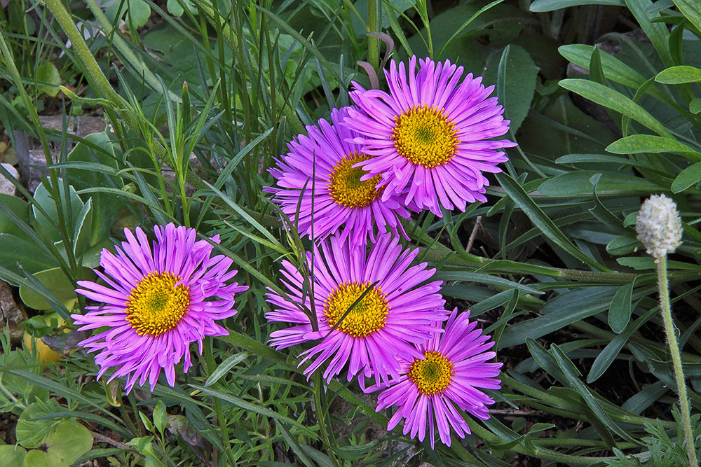 Aster alpinus pinkee