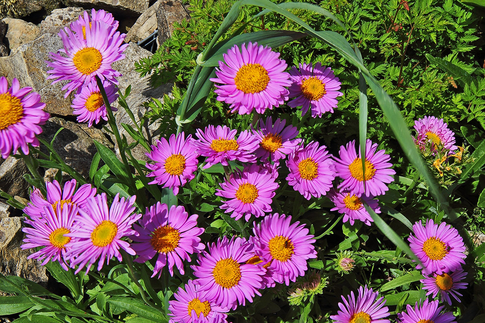 Aster alpinus pinkee