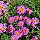 Aster alpinus pinkee