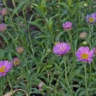 Aster alpinus pinkee beginnt jetzt auch zu blühen...