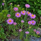 Aster alpinus pinkee  eine farblich andere Züchtung der Alpenaster