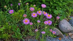 Aster alpinus pinkee  eine farblich andere Züchtung der Alpenaster