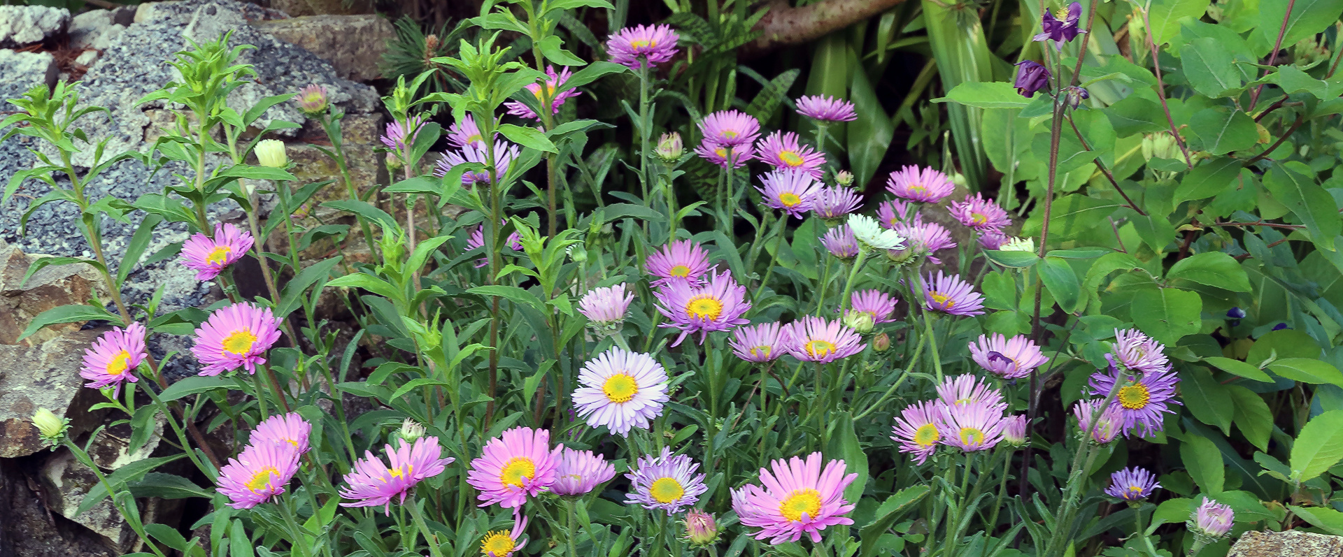 Aster alpinus pinkee in einem schönen "Verband" und ganz im HG...