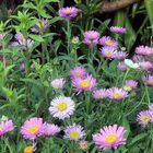 Aster alpinus pinkee in einem schönen "Verband" und ganz im HG...