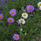 Aster alpinus und Aster alpinus albus