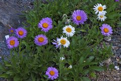 Aster alpinus und Aster alpinus albus