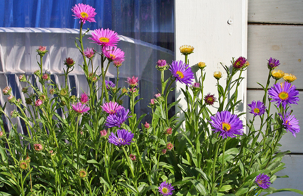 Aster alpinus und Aster alpinus pikee