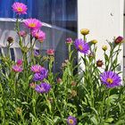 Aster alpinus und Aster alpinus pikee