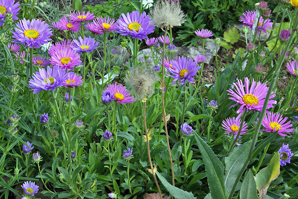 Aster alpinus und Aster alpinus pinkee in meinem Alpinum