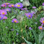 Aster alpinus und Aster alpinus pinkee in meinem Alpinum