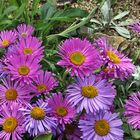 Aster Alpinus und Aster alpinus pinkee sowie Leontopodium nivalis im Alpinum