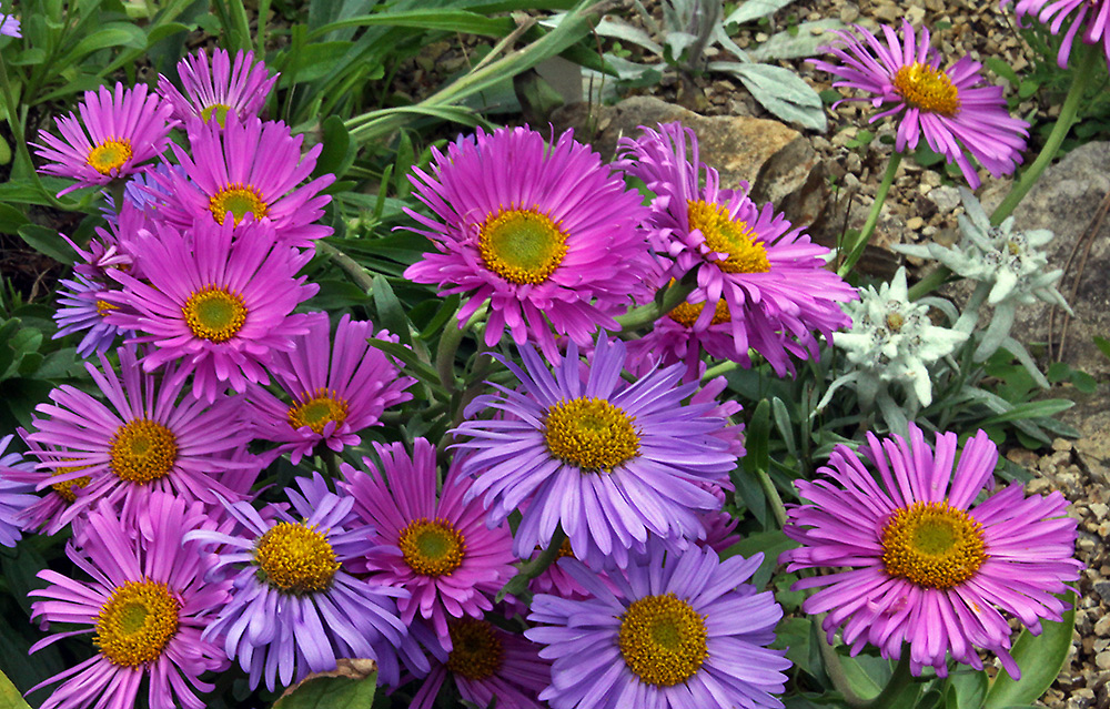 Aster alpinus und Aster alpinus pinkee und Leontopodium nivalis hier...