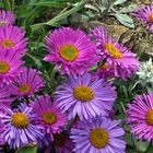 Aster alpinus und Aster alpinus pinkee und Leontopodium nivalis hier...