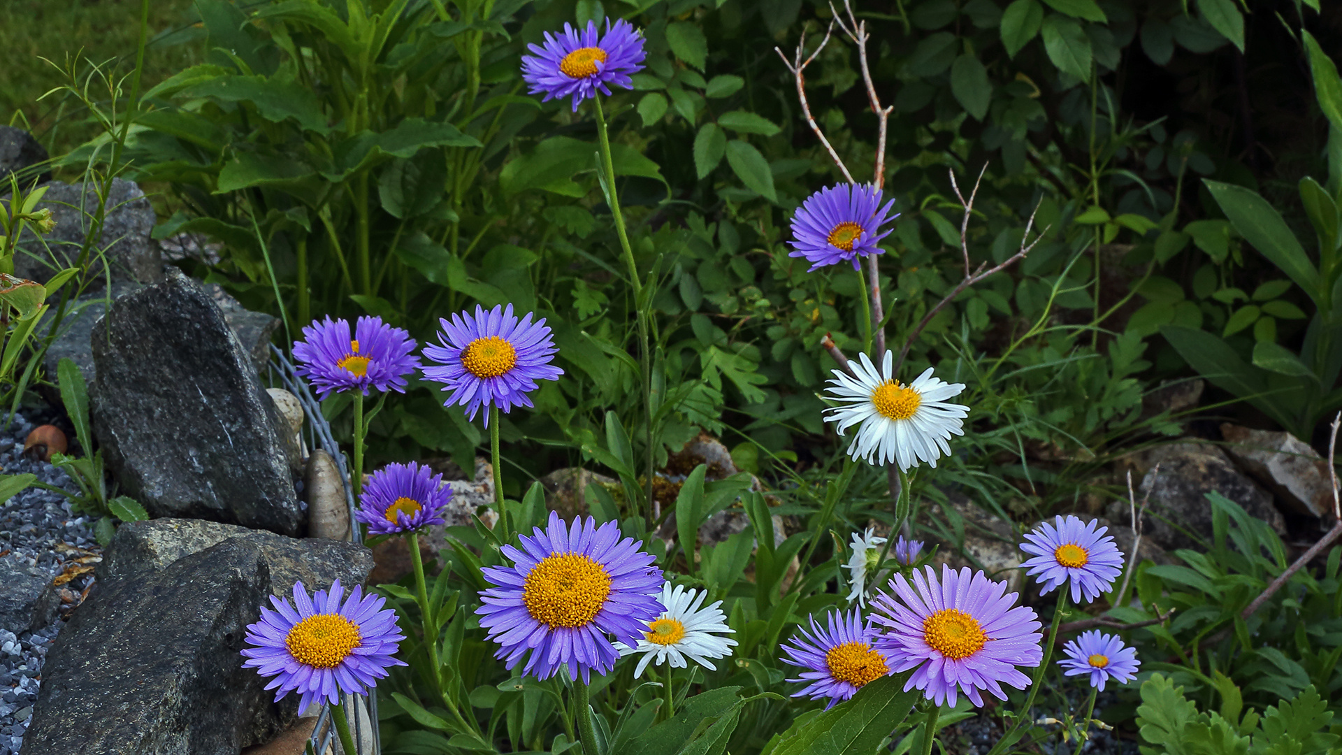  Aster alpinus und Aster alpinus var. albus stehen hier vereint...