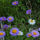  Aster alpinus und Aster alpinus var. albus stehen hier vereint...