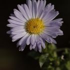 Aster am Morgen