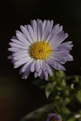 Aster am Morgen