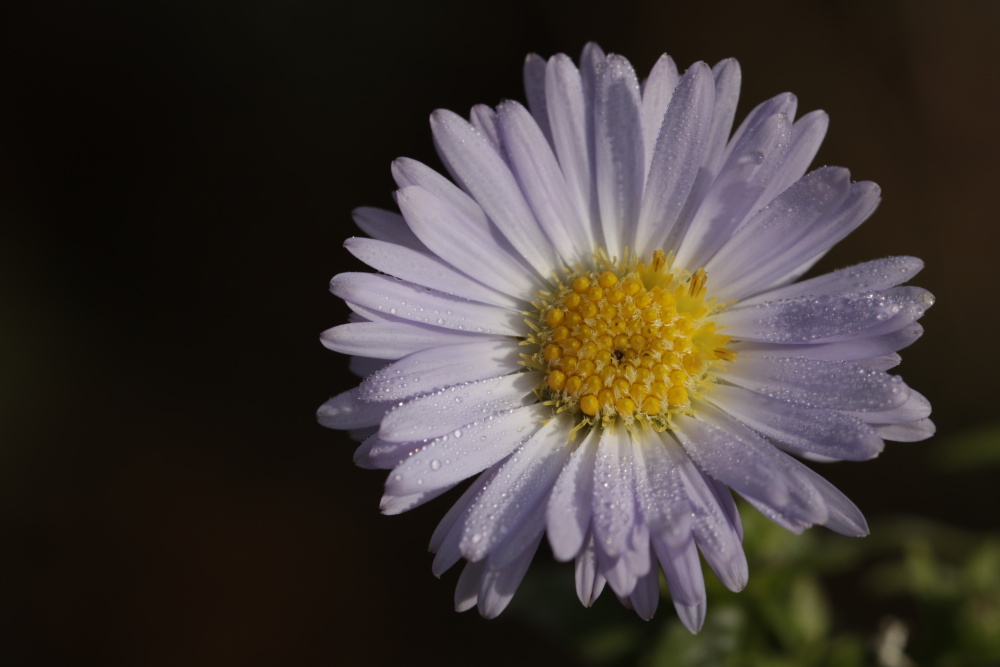 Aster am Morgen