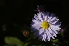 Aster am Morgen