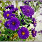 Aster auf dem Balkon