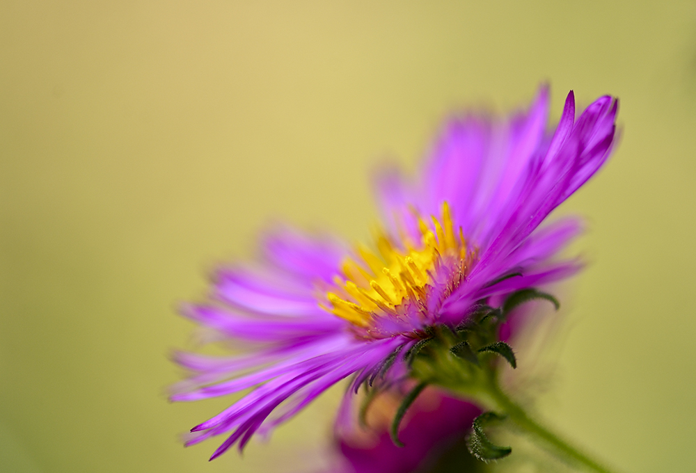 Aster