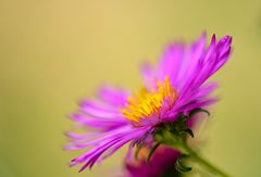 Aster