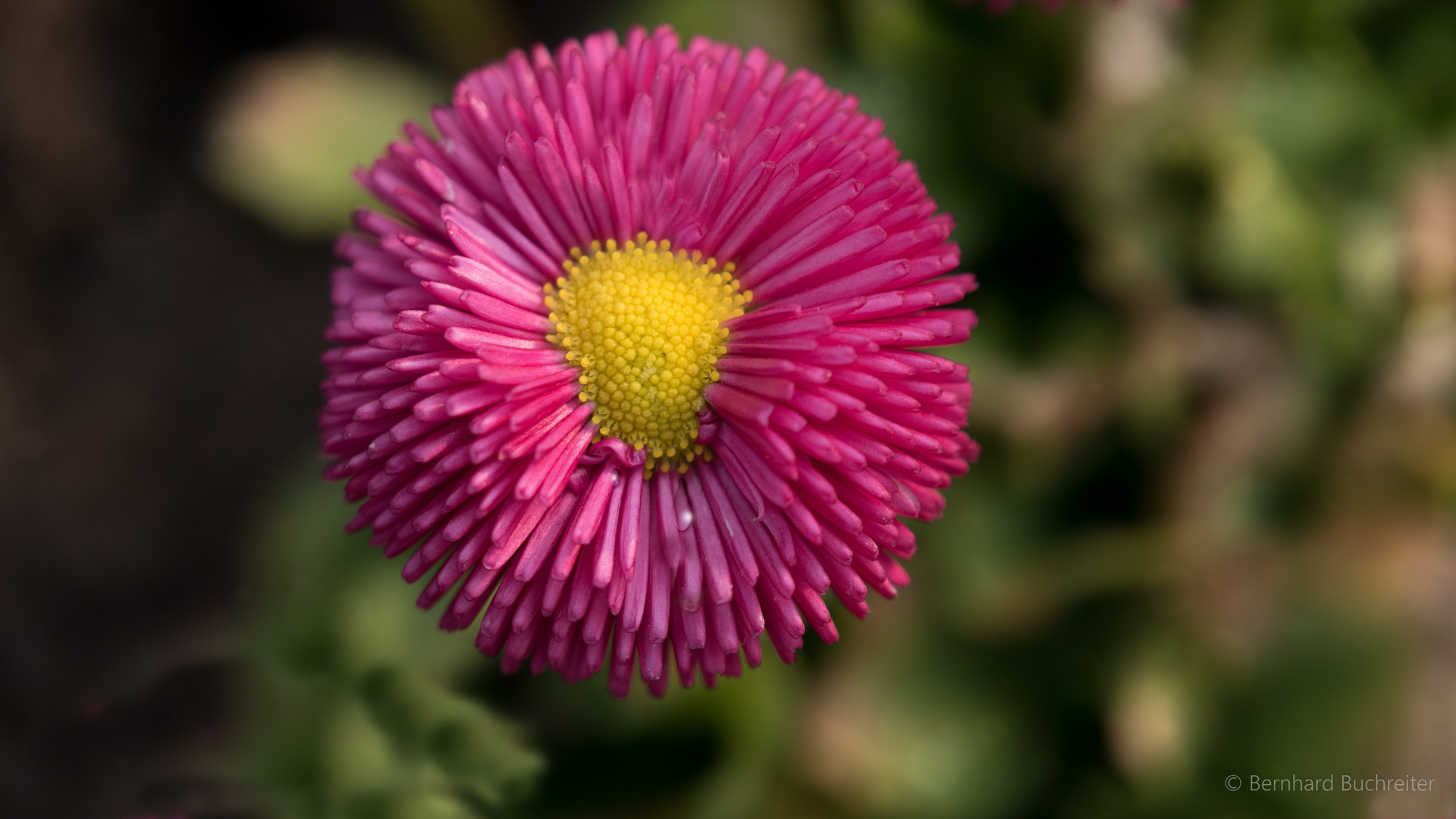 Aster - Blüte