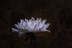 Aster