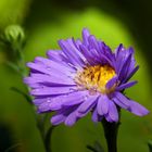 Aster