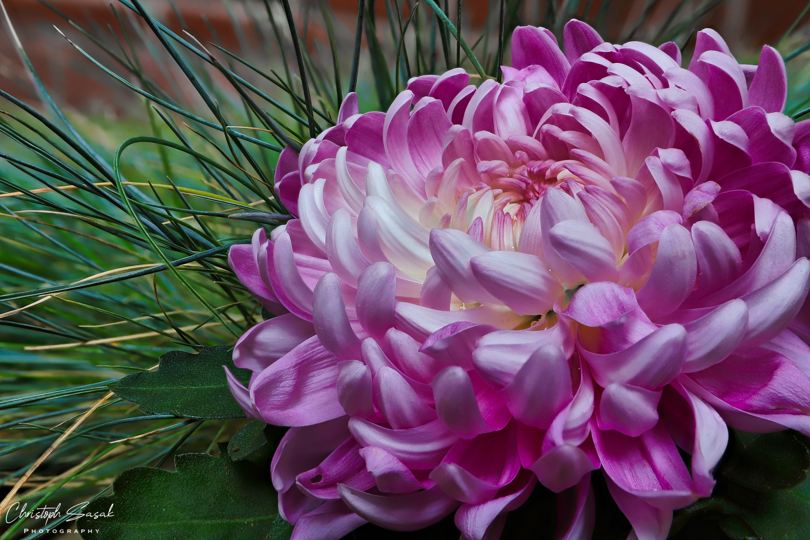 Aster Chrysanthemium