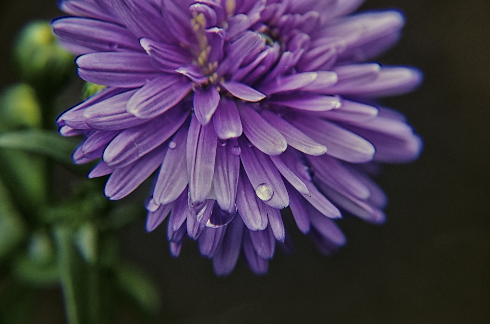 Aster