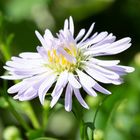 Aster