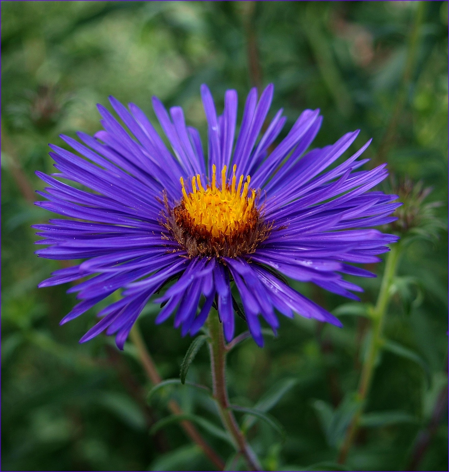 Aster