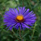 Aster