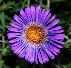 Aster