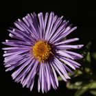 Aster