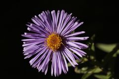 Aster