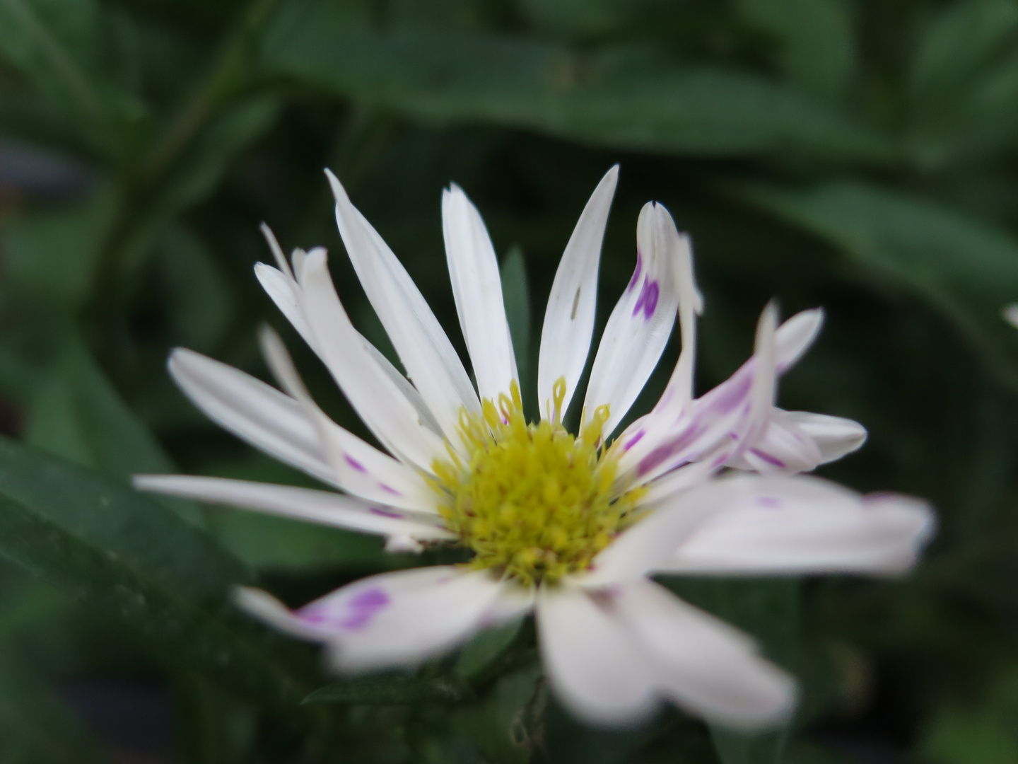 Aster