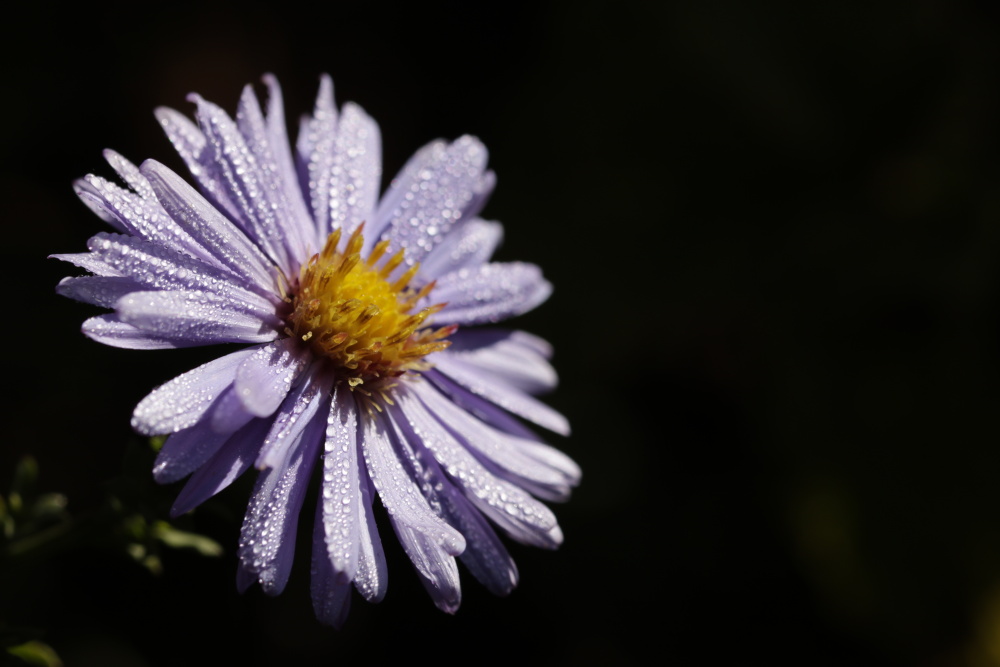 Aster