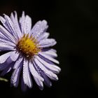 Aster