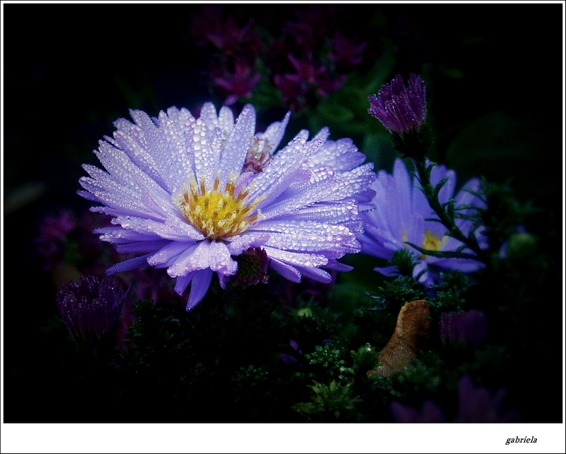 Aster