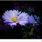 Aster