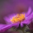 Aster